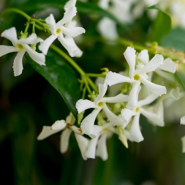 Star Jasmine Cheap