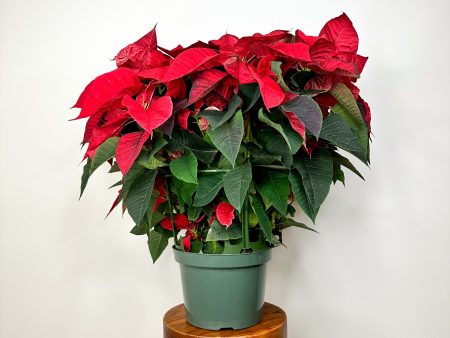 Red Poinsettia Online Sale