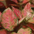 Aglaonema Ruby Plants For Discount