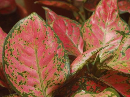 Aglaonema Ruby Plants For Discount