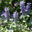 Ajuga Bronze Beauty Online Sale