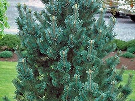 Vanderwolfs Pyramid Pine Trees Cheap