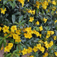 Allamanda Bush Discount