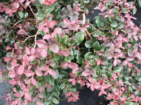 Loropetalum Chinese Ruby Shrubs Online Hot Sale