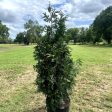 Thuja Green Giant For Sale