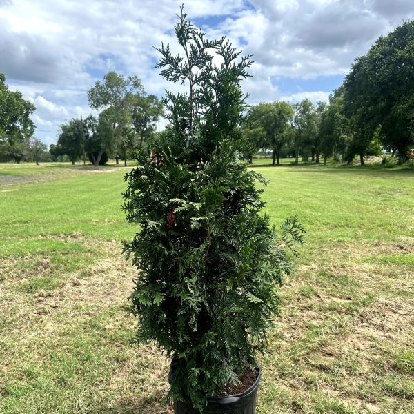 Thuja Green Giant For Sale