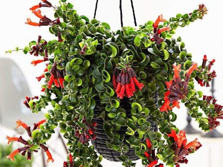 Rasta Lipstick Plants Sale