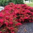 Cherry Dazzle Crape Myrtle Shrubs For Sale