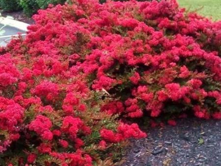 Cherry Dazzle Crape Myrtle Shrubs For Sale