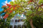 Royal Poinciana Tree on Sale