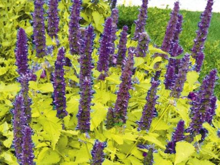 Agastache Golden Jubilee Online now