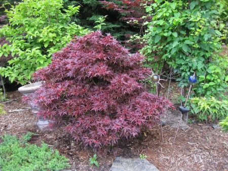 Shaina Japanese Maple Trees For Discount