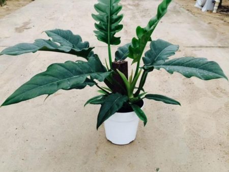 Philodendron Jungle Boogie Plants on Sale