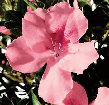 Autumn Debutante Encore Azalea Online now