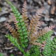 Rosy Maidenhair Fern Plants Fashion