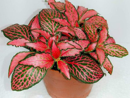 Red Fittonia Plants Supply