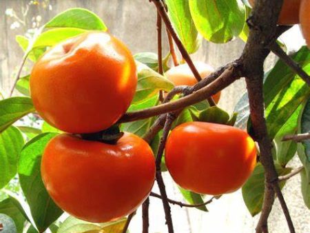 Suruga Persimmon Trees Discount