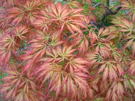 Baby Lace Japanese Maple Trees Supply