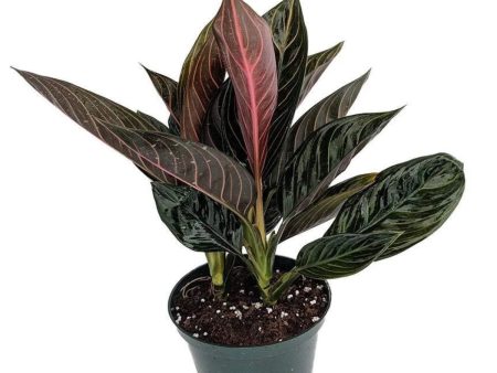 Aglaonema Chocolate Plants on Sale