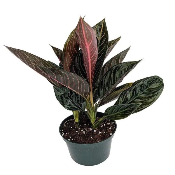 Aglaonema Chocolate Plants on Sale