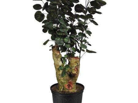 Aralia Fabian Plants For Discount