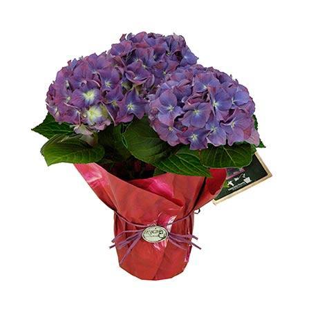 Tri-color Hydrangea Gift Fashion