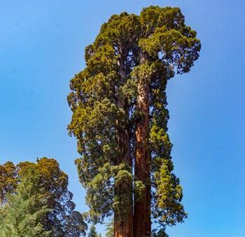 Sequoia Tree Cheap