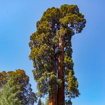 Sequoia Tree Cheap