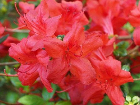 Azalea Floramore Red Shrubs For Cheap