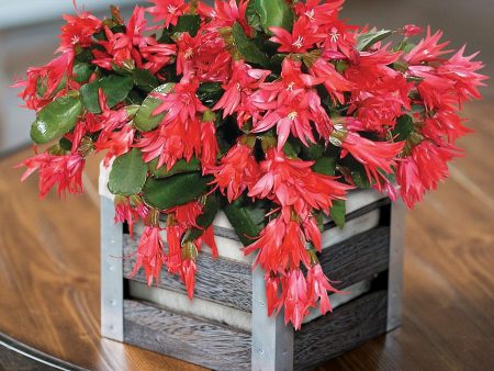 Red Christmas Cactus Fashion