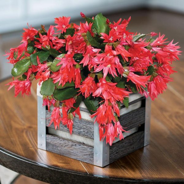 Red Christmas Cactus Fashion