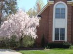 White Weeping Cherry Tree Cheap