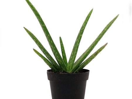 Aloe Vera Plants Fashion