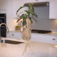 Kokedama Alocasia Plant Online now