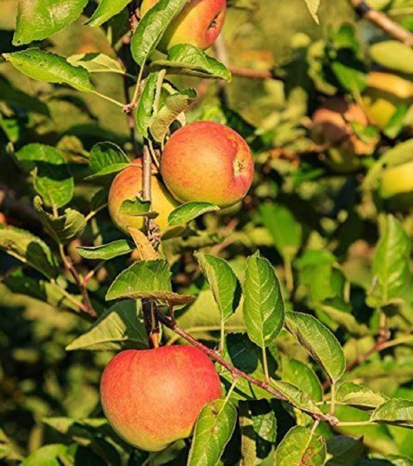 Sweet Sixteen Apple Trees Hot on Sale