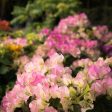 Thai Delight Bougainvillea Supply