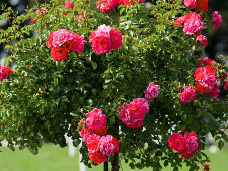 Double Knock Out® Rose Tree on Sale