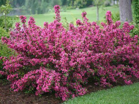 Sonic Bloom® Weigela Shrub Cheap