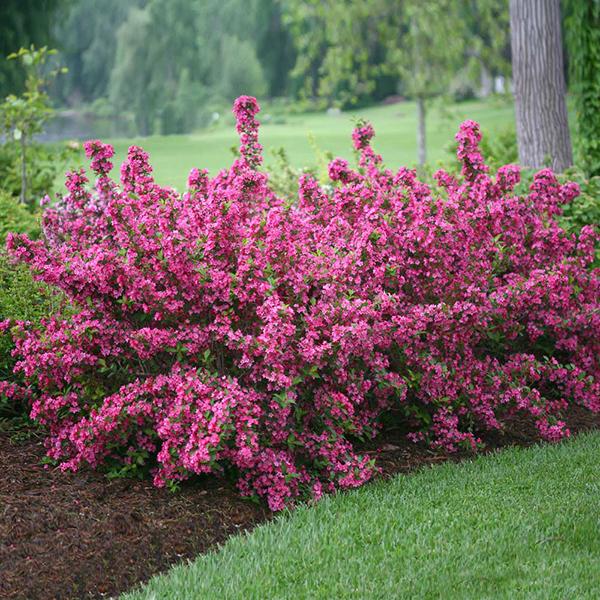 Sonic Bloom® Weigela Shrub Cheap