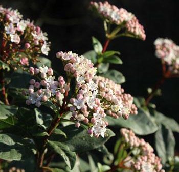 Spring Bouquet Viburnum Cheap