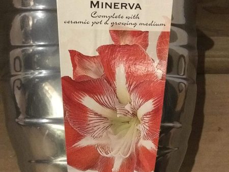 Amaryllis Minerva In a Silver Pot Fashion