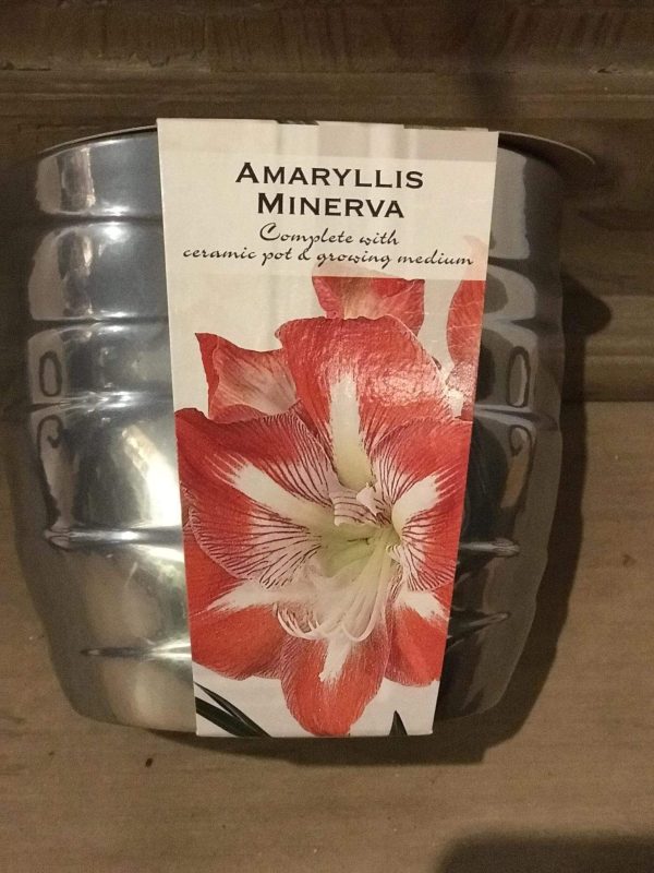 Amaryllis Minerva In a Silver Pot Fashion