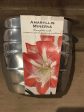 Amaryllis Minerva In a Silver Pot Fashion