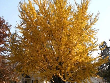 Ginkgo Tree Online Hot Sale