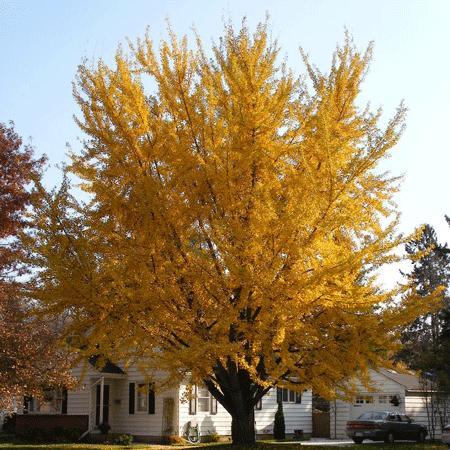 Ginkgo Tree Online Hot Sale