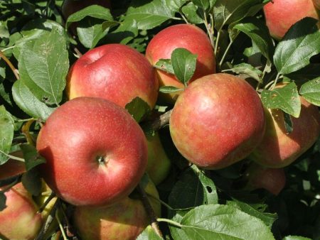 Honeycrisp Apple Trees Cheap