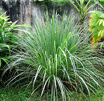 Citronella Grass (Cymbopogon nardus) Online Hot Sale