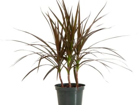 Dracaena Marginata Magenta Plants Sale