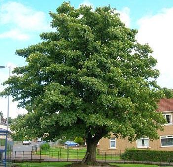 American Sycamore Tree on Sale