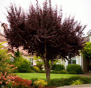 Thundercloud Plum Tree on Sale